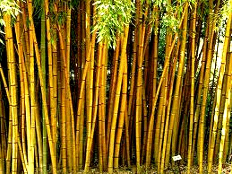 bambou_bambu_bamboo_sustainable_development_agriculture